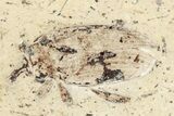 Fossil Diving Beetle (Dytiscidae) - France #254526-1